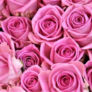 Pink Rose