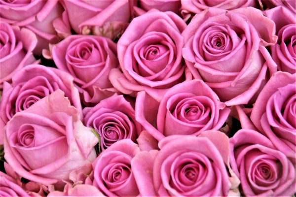 Pink Rose