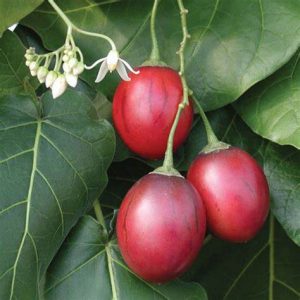 Tree tomato / Tamarillo